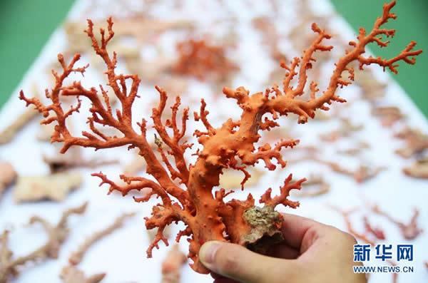6月9日,在福建省宁德市边防支队营区,民警为查获的红珊瑚登记。