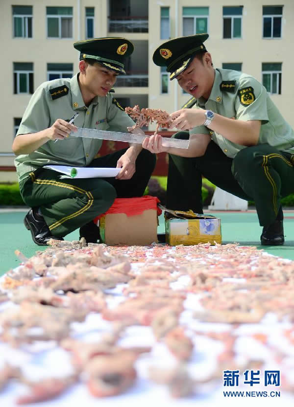 6月9日,在福建省宁德市边防支队营区,民警为查获的红珊瑚登记。