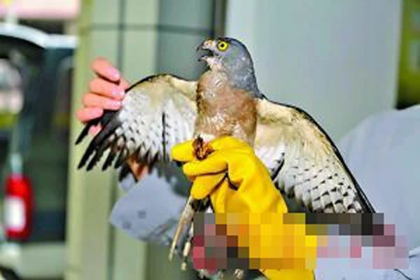 警方展示缴获的野生动物