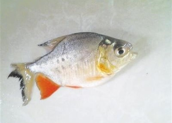 湖南株州渔民在湘江捕捞到疑似“食人鱼” 专家称白鲳鱼