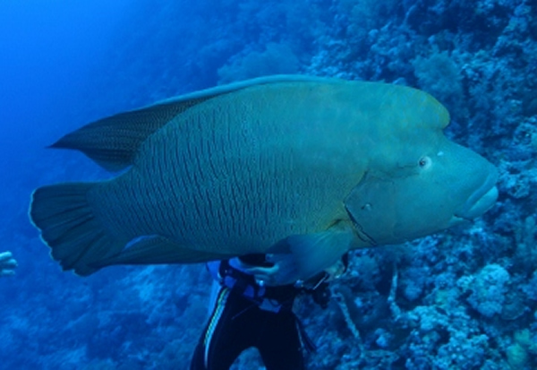 曲纹唇鱼最大体长达2米,重200公斤以上。