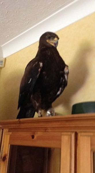 Ӣؿһֻչ1.2׵Ķ˹ԭӥ