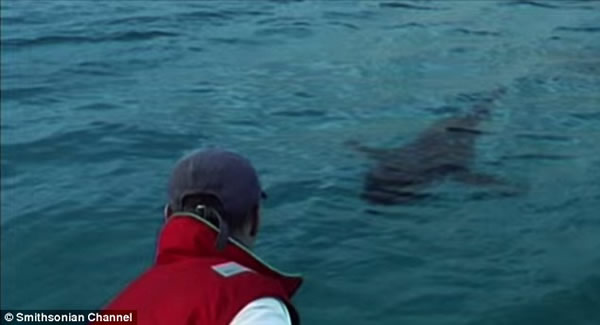 ʷ��ɭƵ����¼Ƭ��Ѱ�ҳ���ʳ�⶯�������豻���غ�����������