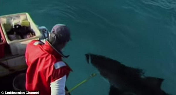 ʷ��ɭƵ����¼Ƭ��Ѱ�ҳ���ʳ�⶯�������豻���غ�����������