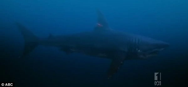 ʷ��ɭƵ����¼Ƭ��Ѱ�ҳ���ʳ�⶯�������豻���غ�����������