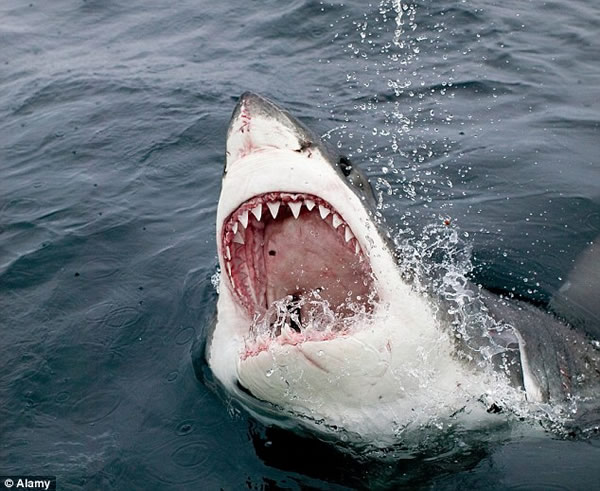 ʷ��ɭƵ����¼Ƭ��Ѱ�ҳ���ʳ�⶯�������豻���غ�����������