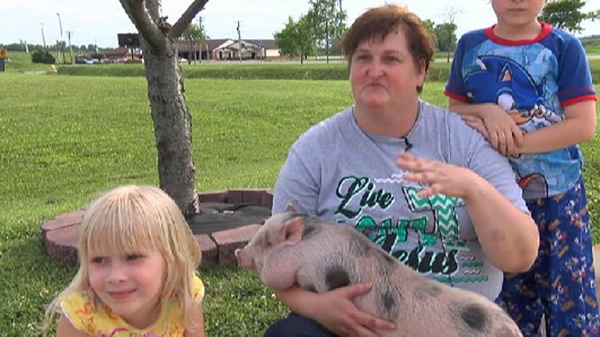 宠物小猪嗅觉灵敏,关键时刻救了老少三人。主人说,宠物小猪更可爱。