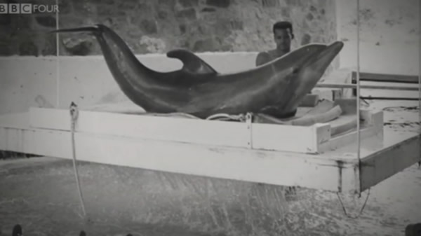 BBC纪录片《与海豚对话的女孩》(The Girl Who Talked to Dolphins)