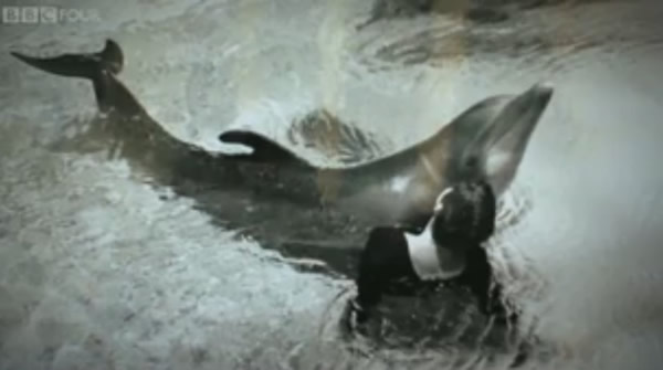 BBC纪录片《与海豚对话的女孩》(The Girl Who Talked to Dolphins)