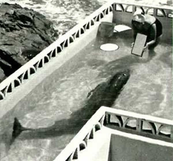 英国广播公司纪录片《The Girl Who Talked To Dolphins》将于本月17日播放