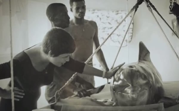 美国太空总署(NASA)1965年资助进行海豚实验 结果海豚爱上女训练员