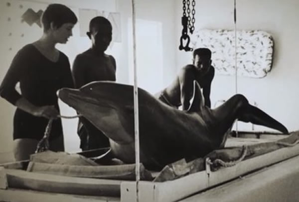 美国太空总署(NASA)1965年资助进行海豚实验 结果海豚爱上女训练员