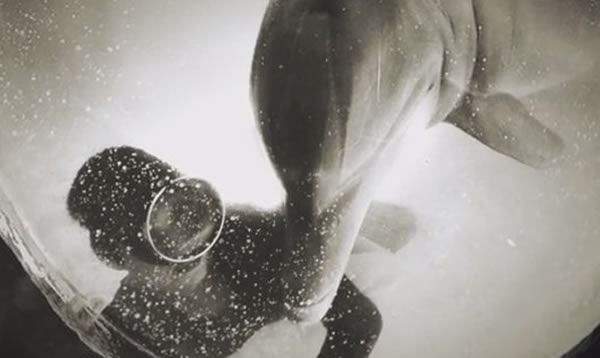 美国太空总署(NASA)1965年资助进行海豚实验 结果海豚爱上女训练员