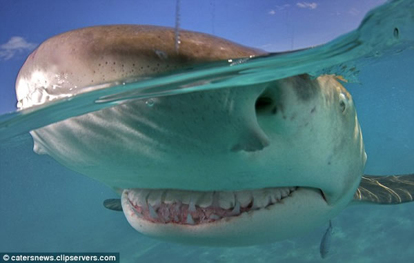 加勒比海的英属维京群岛潜水遇见微笑的柠檬鲨