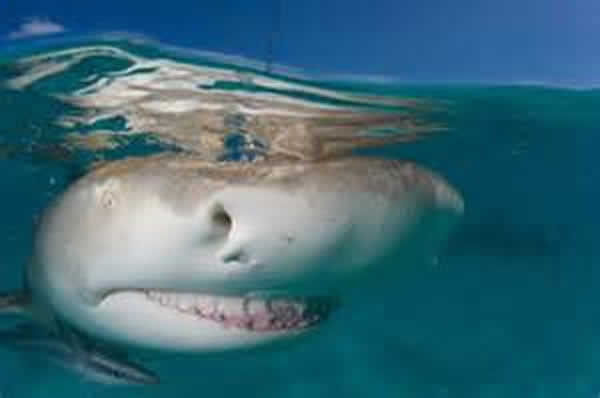 加勒比海的英属维京群岛潜水遇见微笑的柠檬鲨