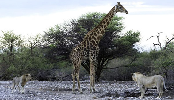 ���ױ��ǹ��ҹ�԰ʨ�Ӳ��Գ��곤��¹