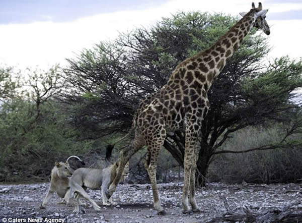 ���ױ��ǹ��ҹ�԰ʨ�Ӳ��Գ��곤��¹