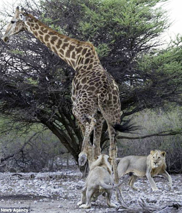 ���ױ��ǹ��ҹ�԰ʨ�Ӳ��Գ��곤��¹