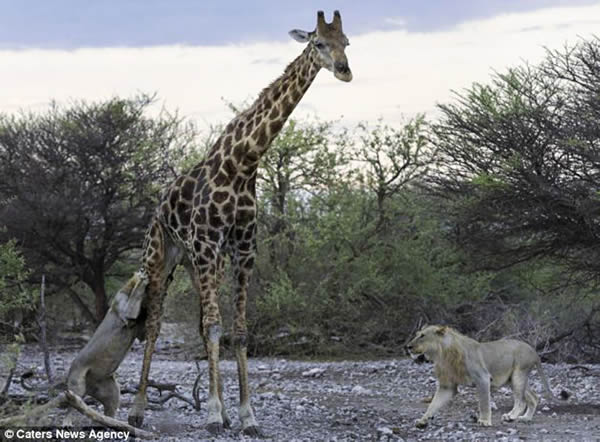 ���ױ��ǹ��ҹ�԰ʨ�Ӳ��Գ��곤��¹