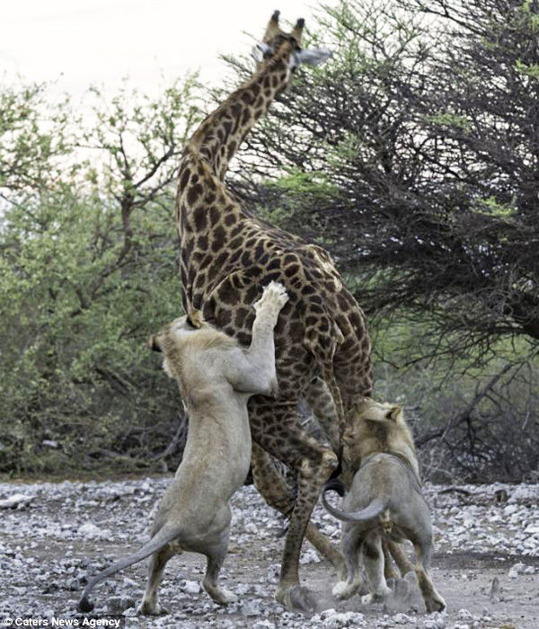 ���ױ��ǹ��ҹ�԰ʨ�Ӳ��Գ��곤��¹