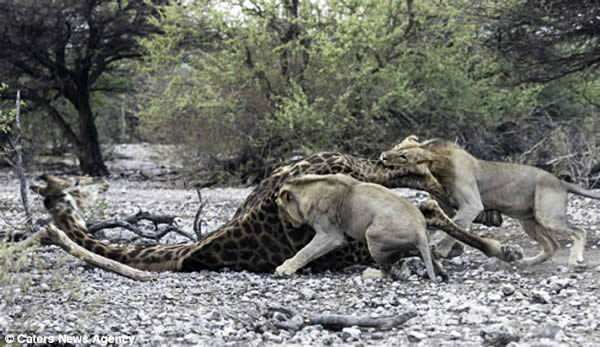 ���ױ��ǹ��ҹ�԰ʨ�Ӳ��Գ��곤��¹