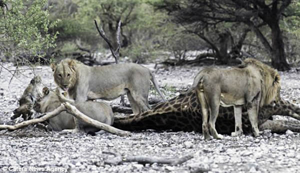 ���ױ��ǹ��ҹ�԰ʨ�Ӳ��Գ��곤��¹