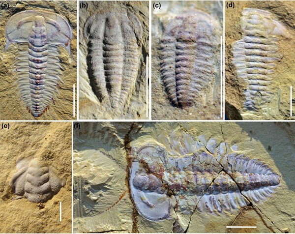 三叶虫化石代表