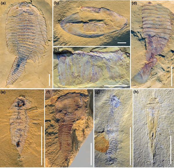 其它软躯体化石种类代表
