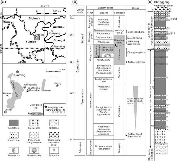 化石产地和层位