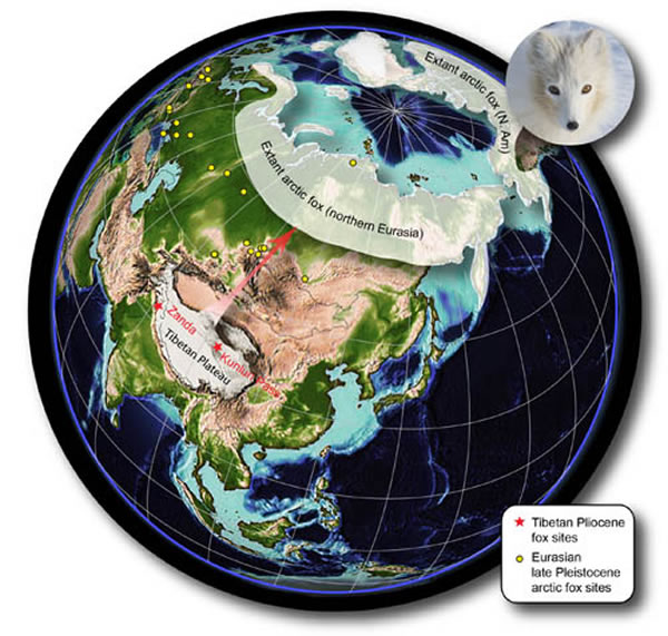 北极狐的起源与扩散(王晓鸣供图)
