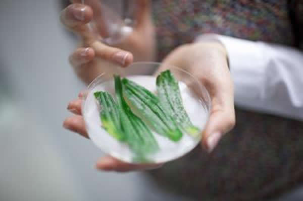 培养皿里感染白粉病的茅尖状车前草叶子