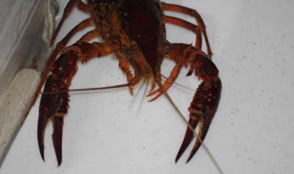 一只淡水螯虾正在移动进入有光亮的区域