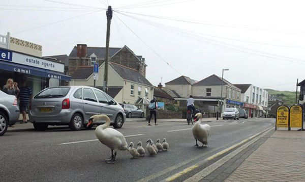鹅爸鹅妈:“孩子们!排好队,齐步走!”
