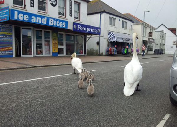 鹅妈:“让我看看该怎么去博彩店……”