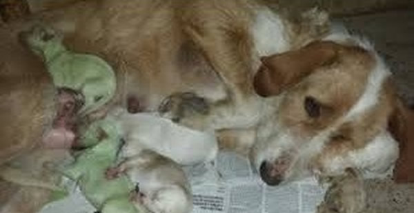 西班牙一只母狗诞下两只绿毛狗崽