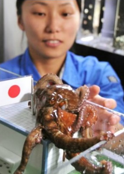 籭ձƷˮһֻԤձ׳籭ʤ