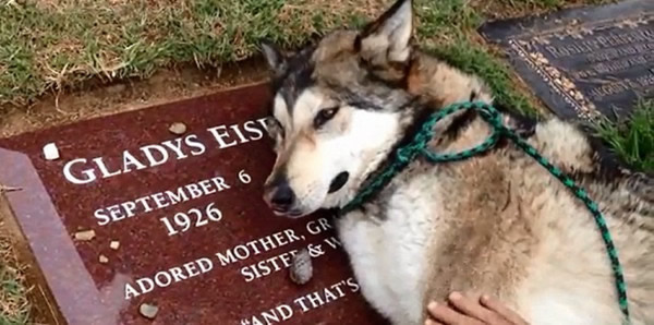 外国一只狼犬因最爱的祖母去世难过地趴在墓碑上急促地抽气