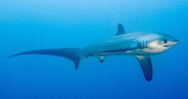 长尾鲨被国际自然保育联盟列为易危物种