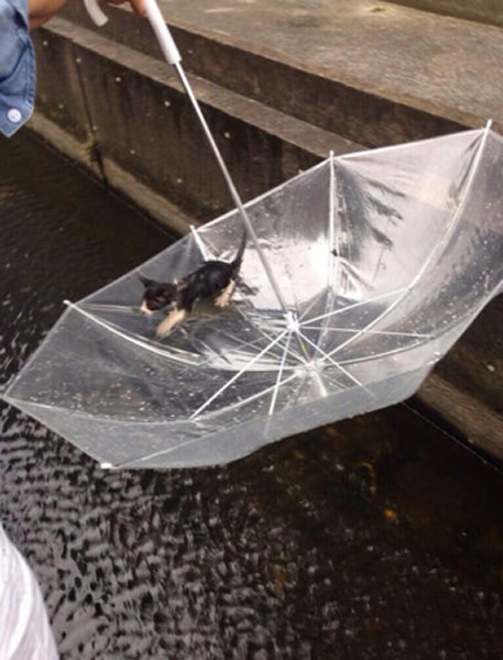 日本好心男子冒险用伞捞出落水小猫