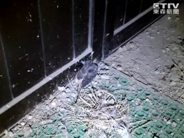 台湾两公尺锦蛇觅食失败压垮鸟巢害2幼鸟摔死