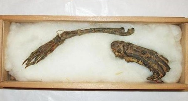 日本宫崎县都城市的岛津家族首次公开从江户时代流传下来的“河童手足”