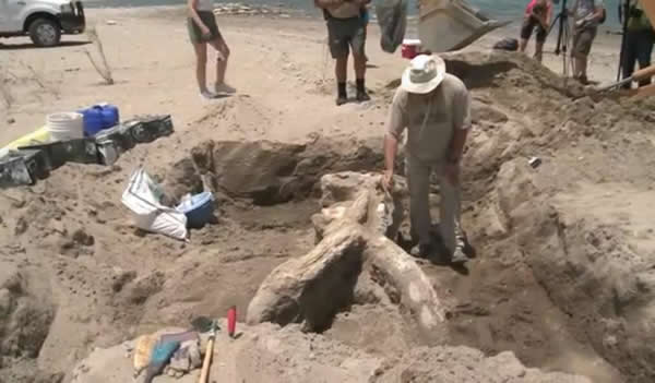 美国新墨西哥州象山湖国家公园发现300万年前巨型史前大象化石