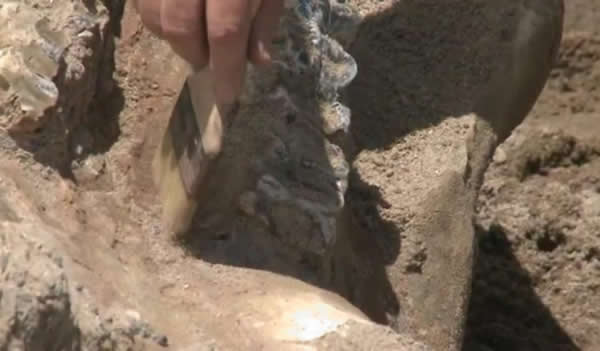 美国新墨西哥州象山湖国家公园发现300万年前巨型史前大象化石