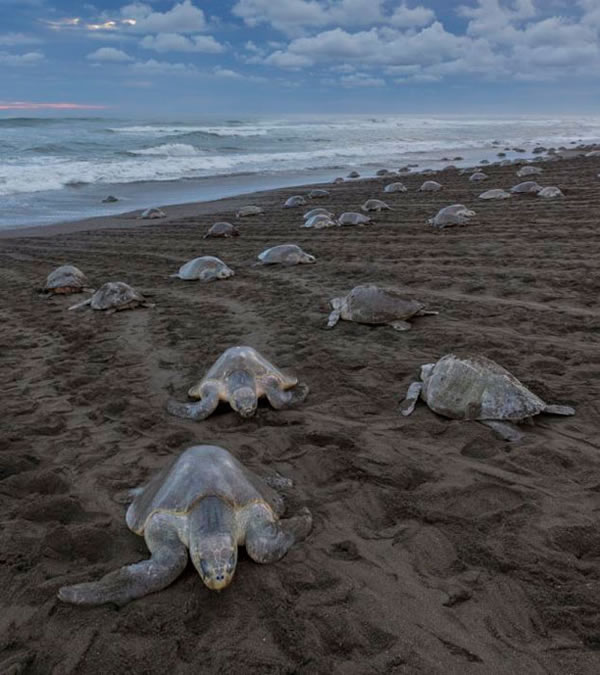 ��ǧֻ�������ϸ�˹����Ӻ���׼������