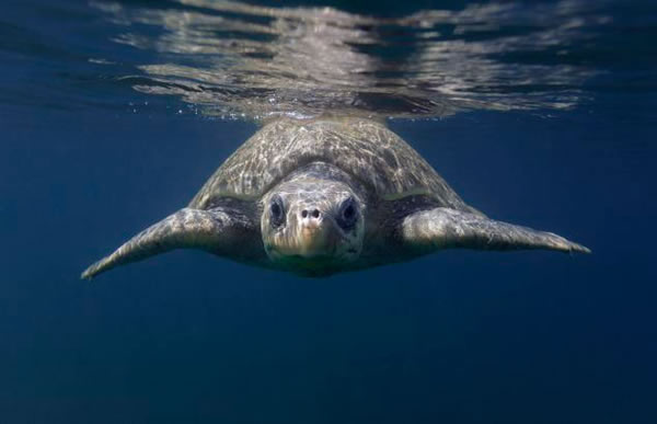 ��ǧֻ�������ϸ�˹����Ӻ���׼������