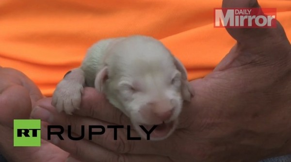 西班牙母猎犬生出两只绿毛狗狗 现颜色正在慢慢褪去