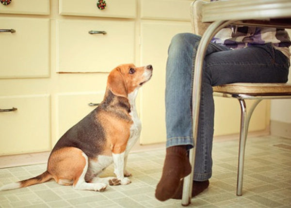 研究发现狗在完成任务后获赏零食比不劳而获来得更快乐