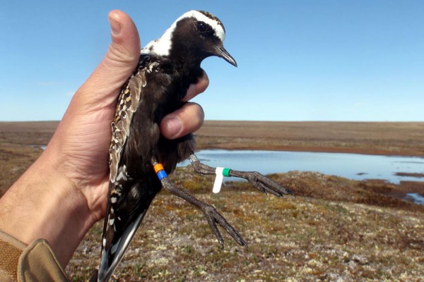 ֲ���Ǩ�������㳵