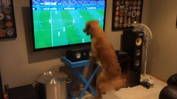 美国小狗在世界杯期间变身疯狂球迷 每天花好几个小时在电视机前观看比赛