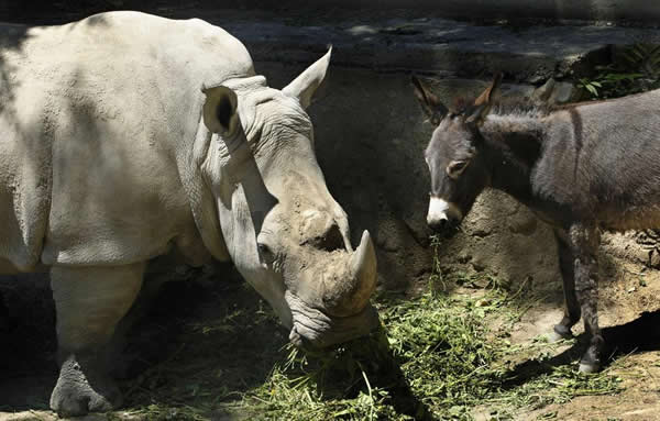 ³Ƕ԰һͷĸϬţһȺɵ¿ӳΪ޼ĺ